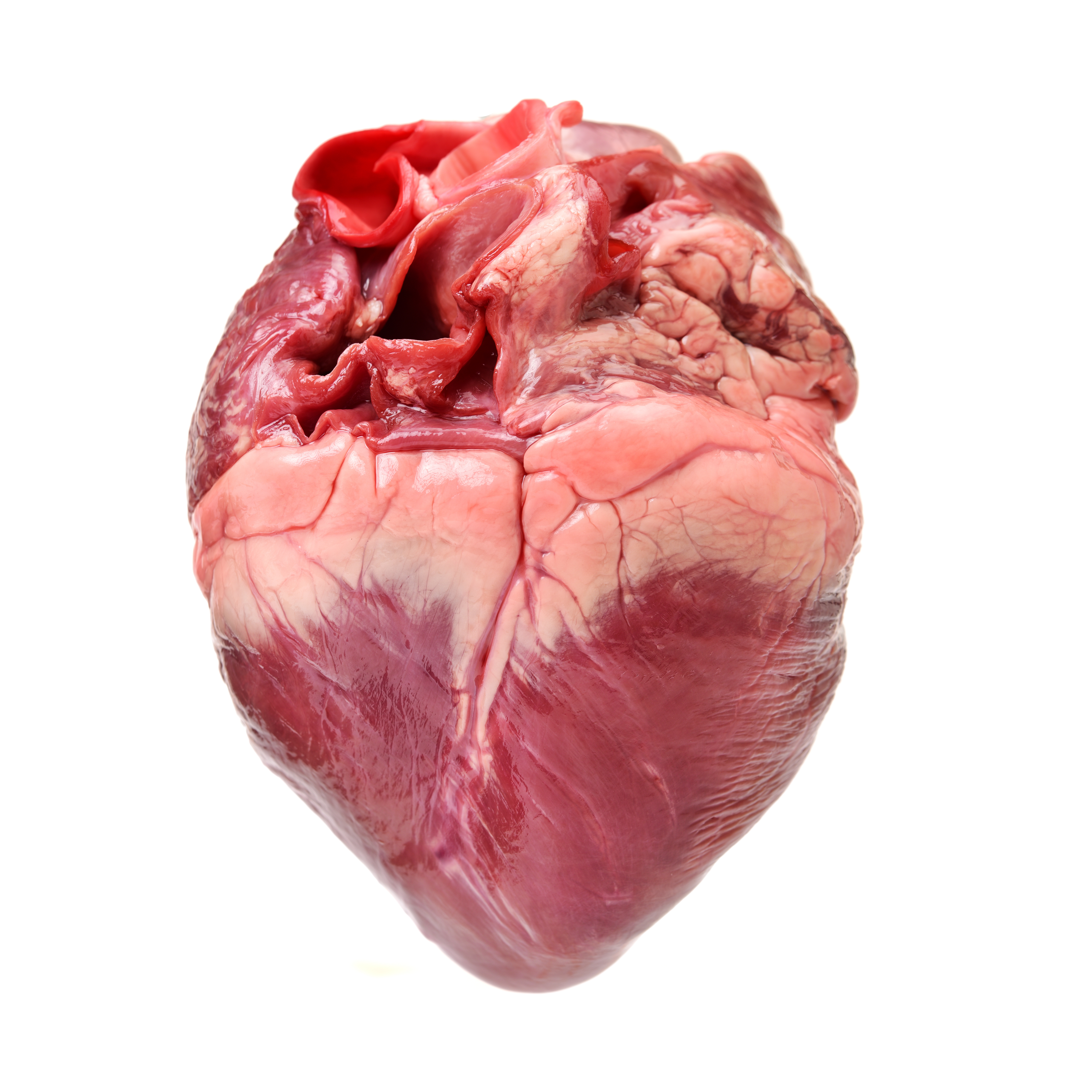 Сердце свиное фото 1